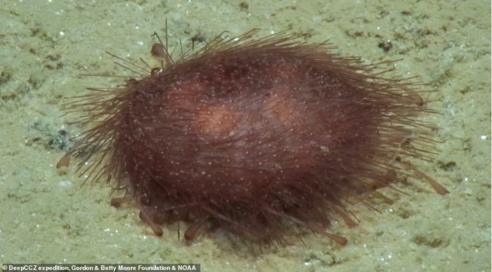 sakit-okeanin-dibinde-39-yeni-heyvan-novu-tapilib