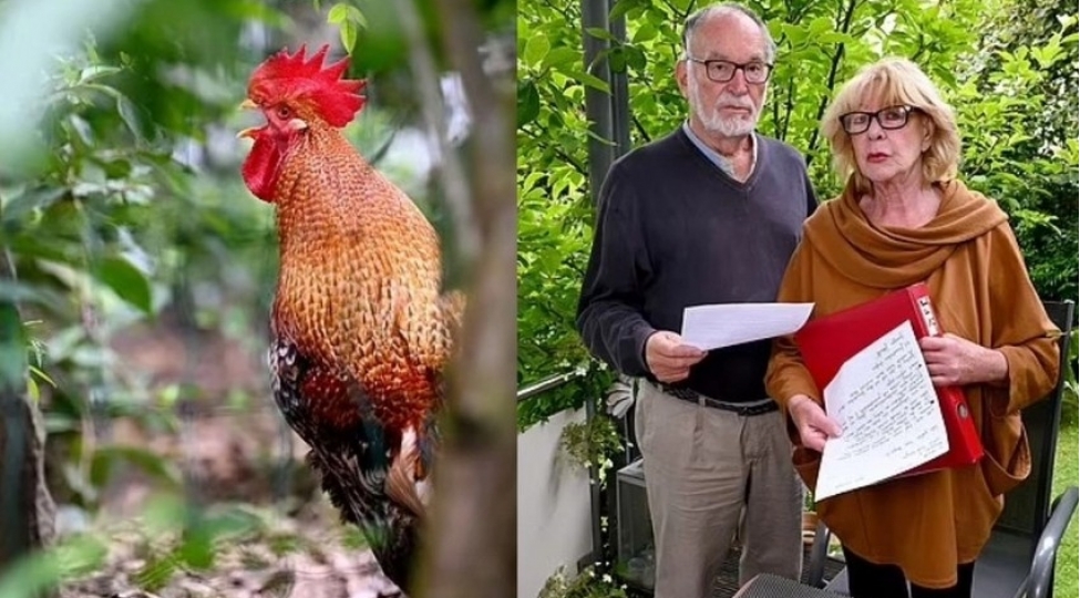 bu-olkede-gunde-200-defe-banlayan-xoruzun-sahibi-mehkemeye-verilib