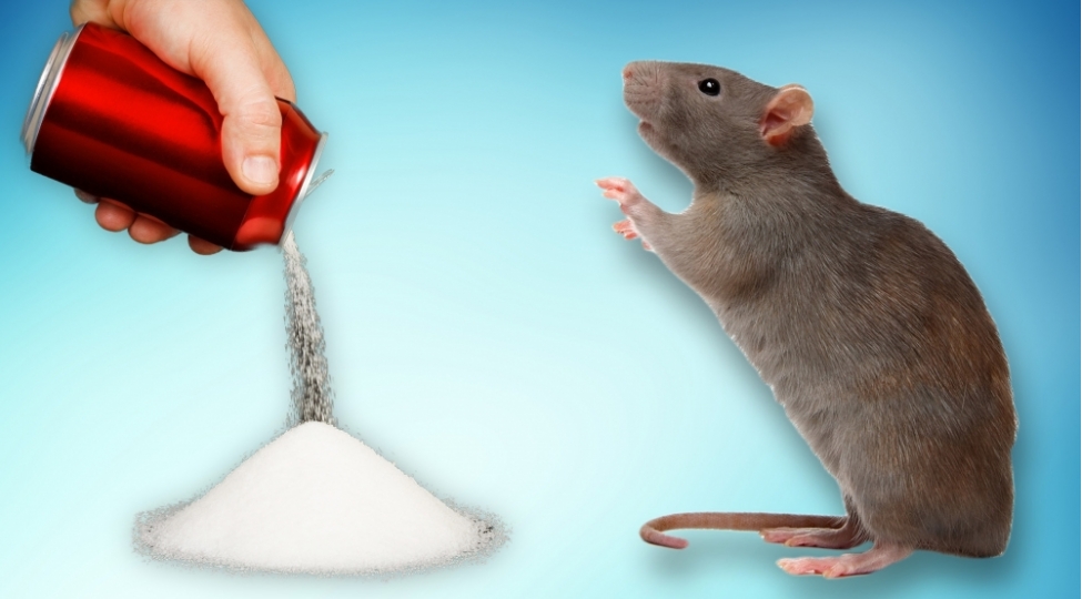 iki-ay-qazli-ichki-ichen-sichovullar-yaddashlarini-itiribler