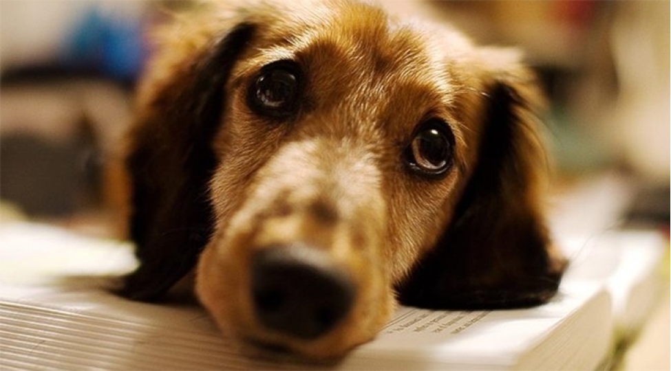 itler-sahibleri-uchun-darixdigindan-goz-yashi-bele-toke-bilerler