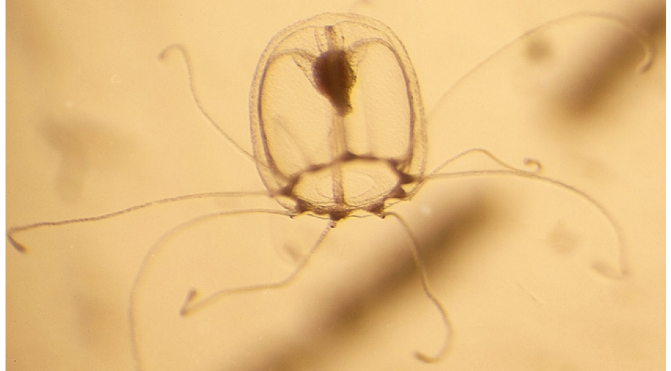 olumsuz-meduza-geninin-sonsuz-sirleri