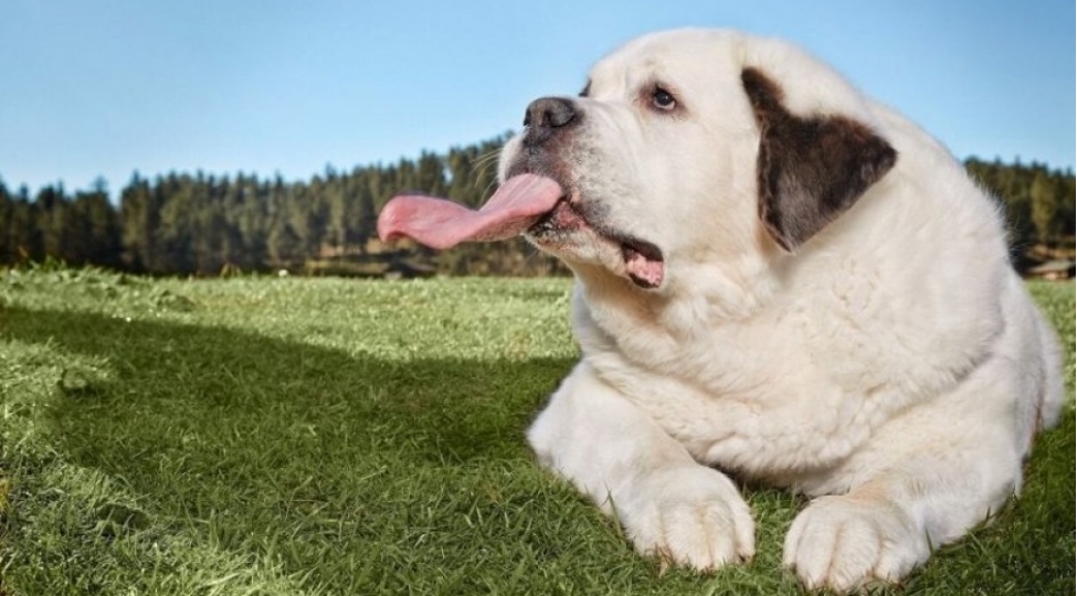 ginnesin-rekordlar-kitabinda-maraqli-yenilikler-foto