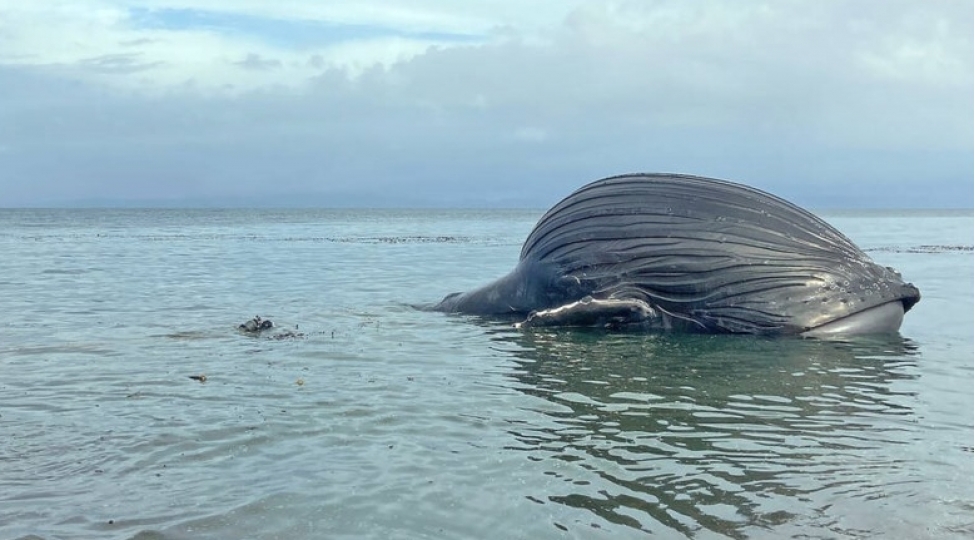 shishen-baliq-her-an-partlaya-biler