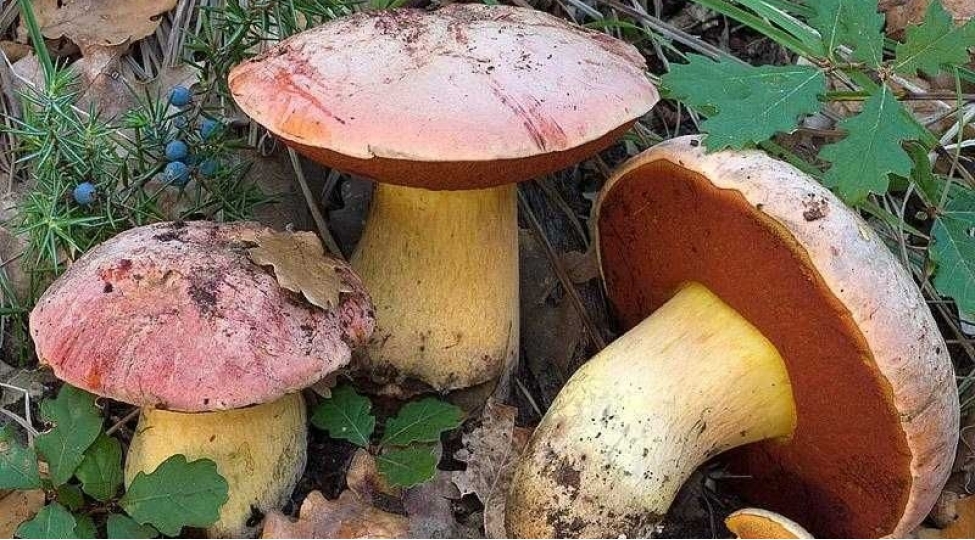 ust-tehlukeli-gobeleklerin-siyahisinihazirladi