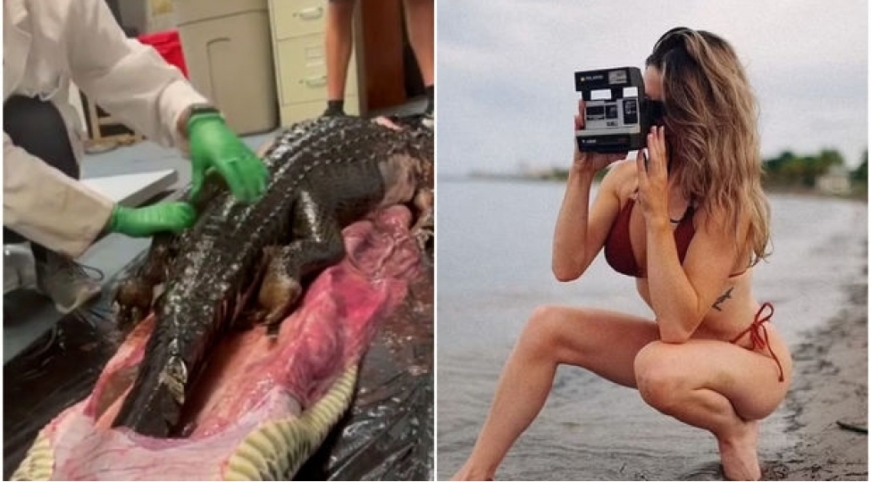 absh-da-model-alim-ilanin-medesinden-timsah-chixardi