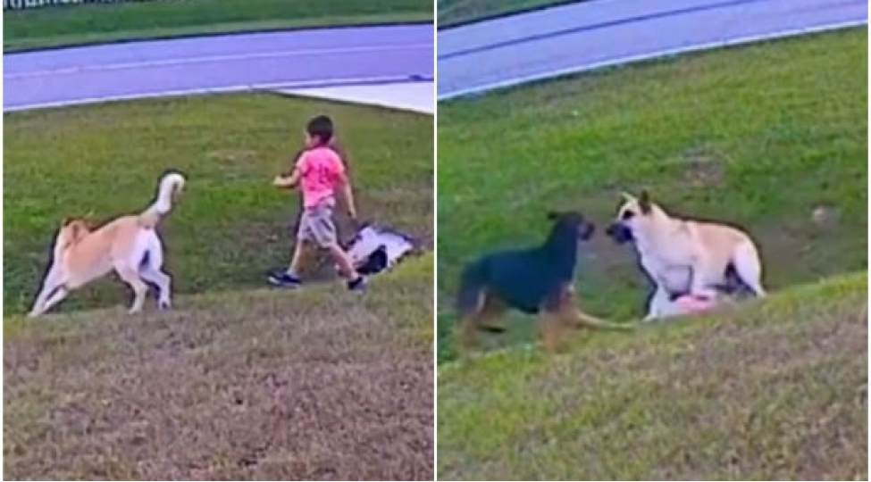 it-alti-yashli-ushagi-diger-itin-hucumundan-xilas-etdi