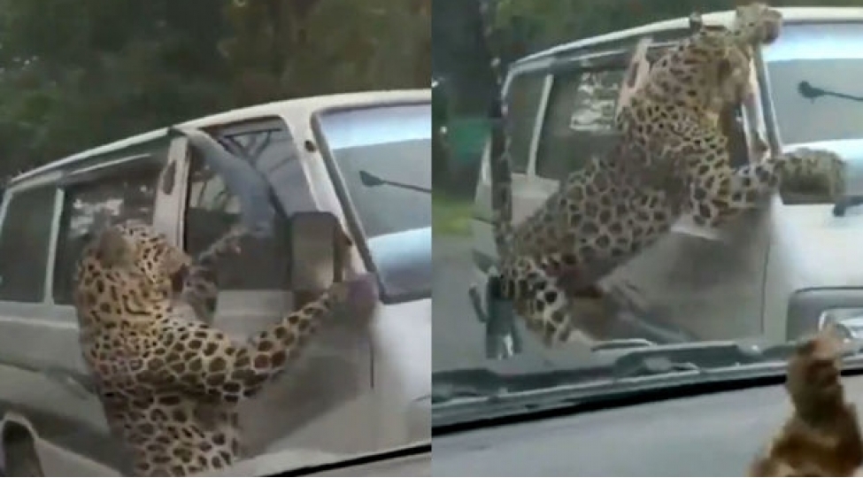 hindistanda-bebir-insanlara-hucum-edib-15-nefer-yaralanib