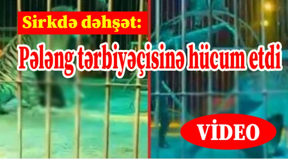 sirkde-dehshet-peleng-terbiyechisine-hucum-etdi-video