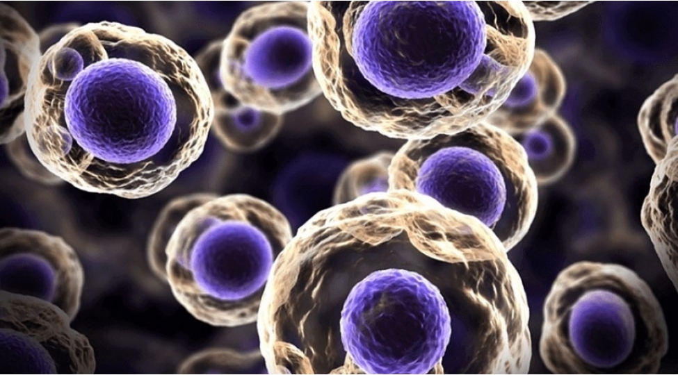 kioto-universiteti-yaponlarin-qanindan-alinan-kok-huceyreleri-satmaga-bashlayir