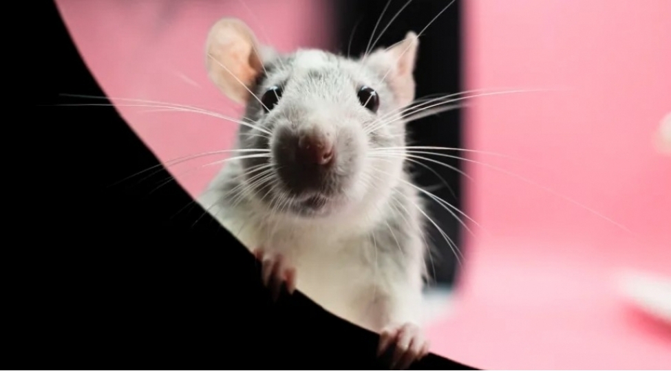 boz-sichovullar-koronavirusu-yaya-biler