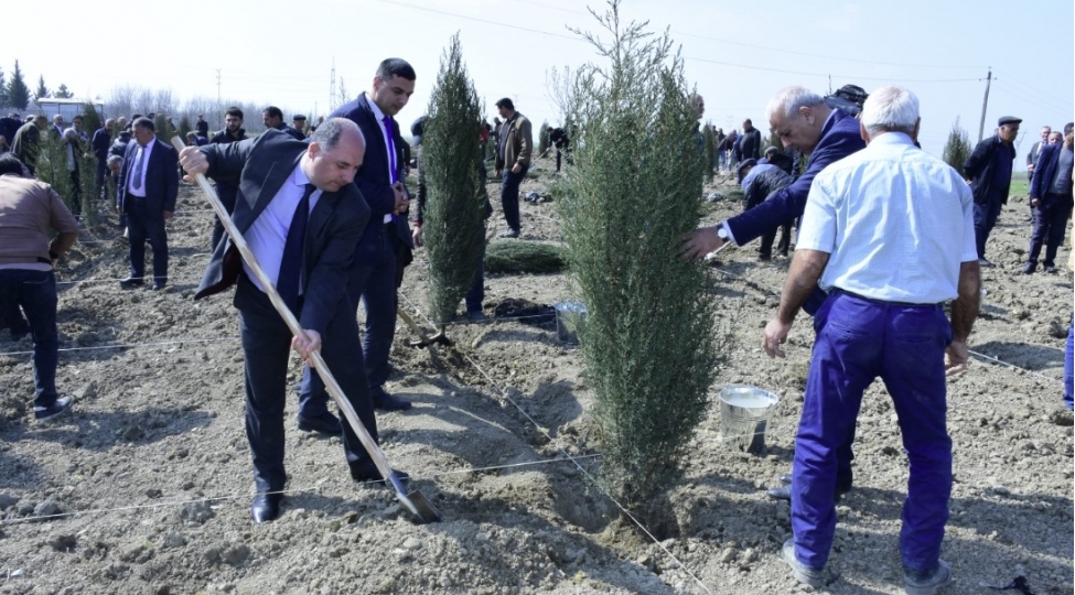 heyder-eliyev-ili-cherchivesinde-yap-in-yerli-teshkilatlari-agacekme-kampaniyasi-kechirib-foto