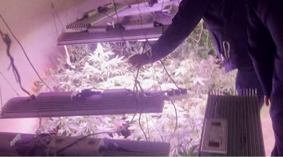 evin-zirzemisini-narkotik-plantasiyasina-chevirdi-video