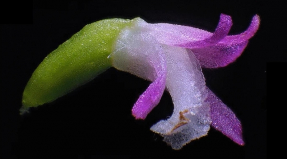 yaponiya-alimleri-yeni-bitki-novu-ashkar-edibler