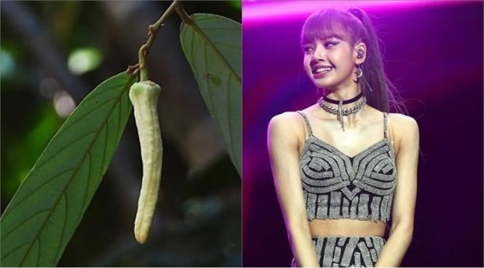 yeni-keshf-edilen-gozel-etirli-chicheye-meshhur-mugenninin-adi-verildi