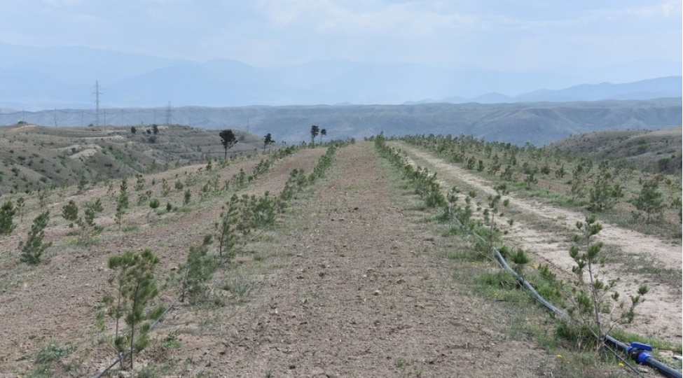 zengilanda-30-min-agacdan-ibaret-meshe-massivi-salinib