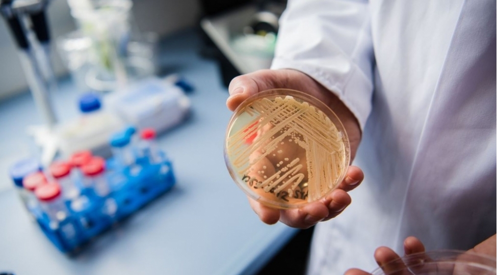 indi-de-olumsachan-auris-gobeleyi