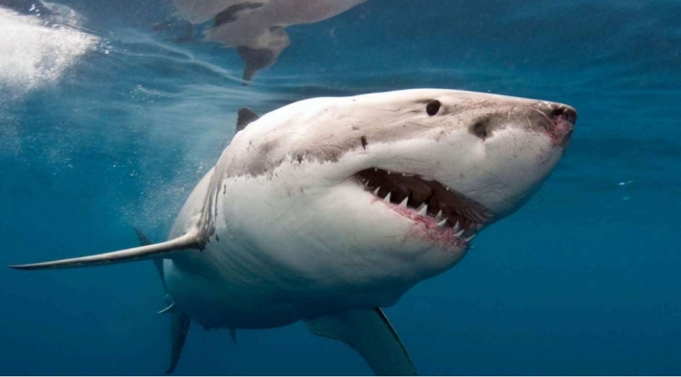 kopek-baliqlarinin-heyati-tehlukededir