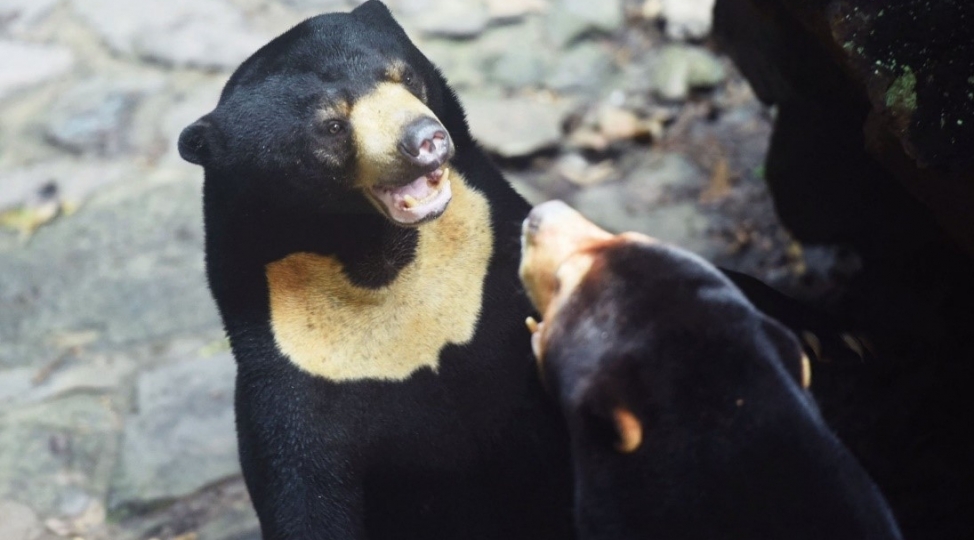 insan-kimi-davranan-ayi