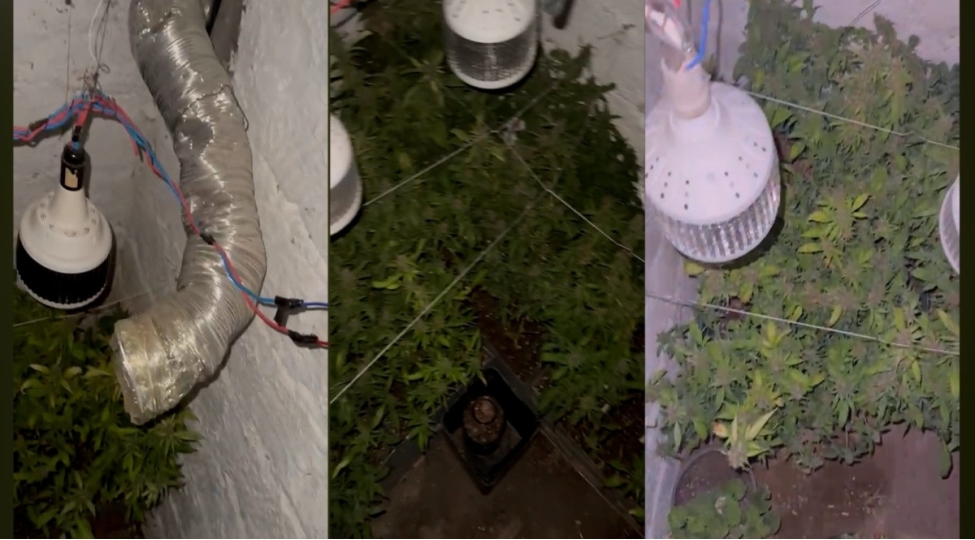 mashtagada-evinin-zirzemisinde-chetene-kollari-yetishdiren-shexs-tutulub-video