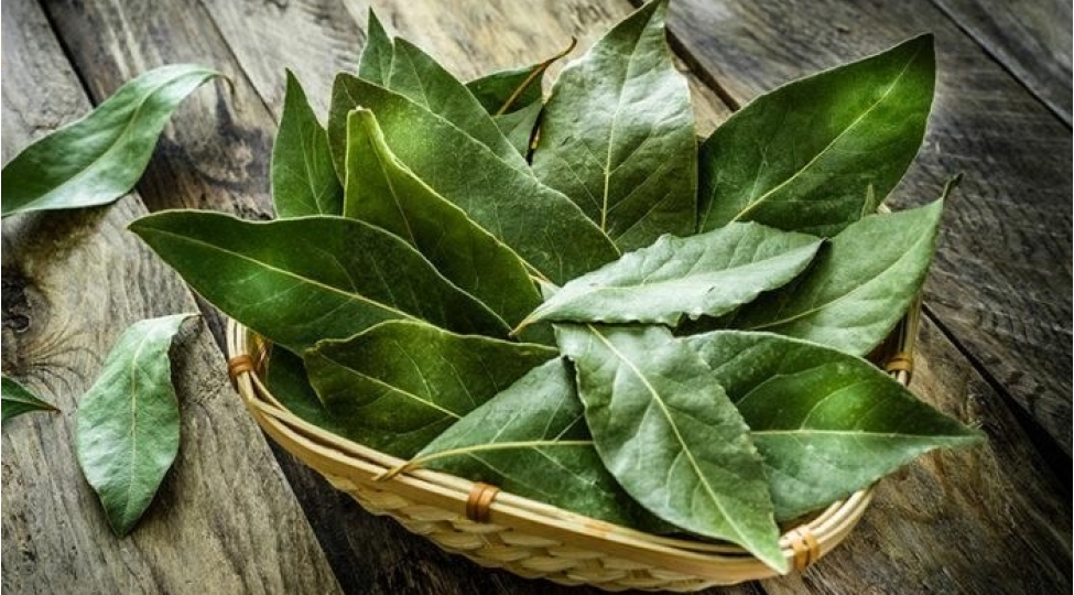 ureyi-defne-yarpagi-ile-mohkemlendirin