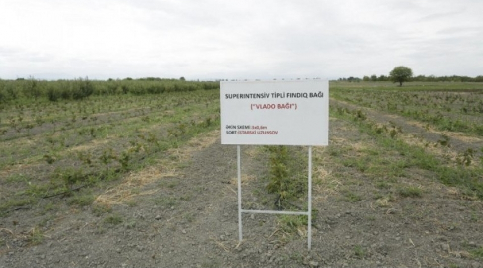 azerbaycanda-ilk-defe-super-intensiv-texnologiya-ile-findiq-baglari-salinir-foto