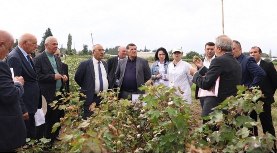 pambiqchiliqda-yerli-sortlardan-istifadenin-genishlendirilmesi-teklif-edilir-foto