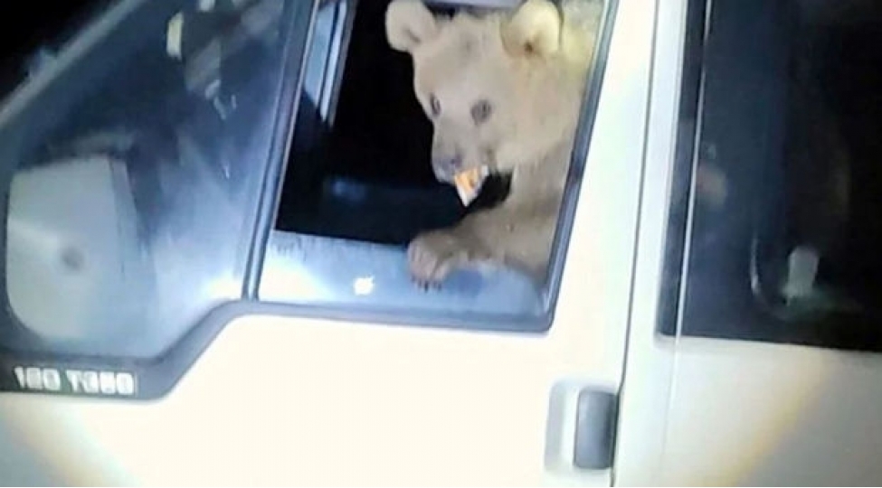 turkiyede-ac-qalan-ayilar-mikroavtobusa-hucum-etdiler-pizza-ile-qarinlarini-doydurdular-video