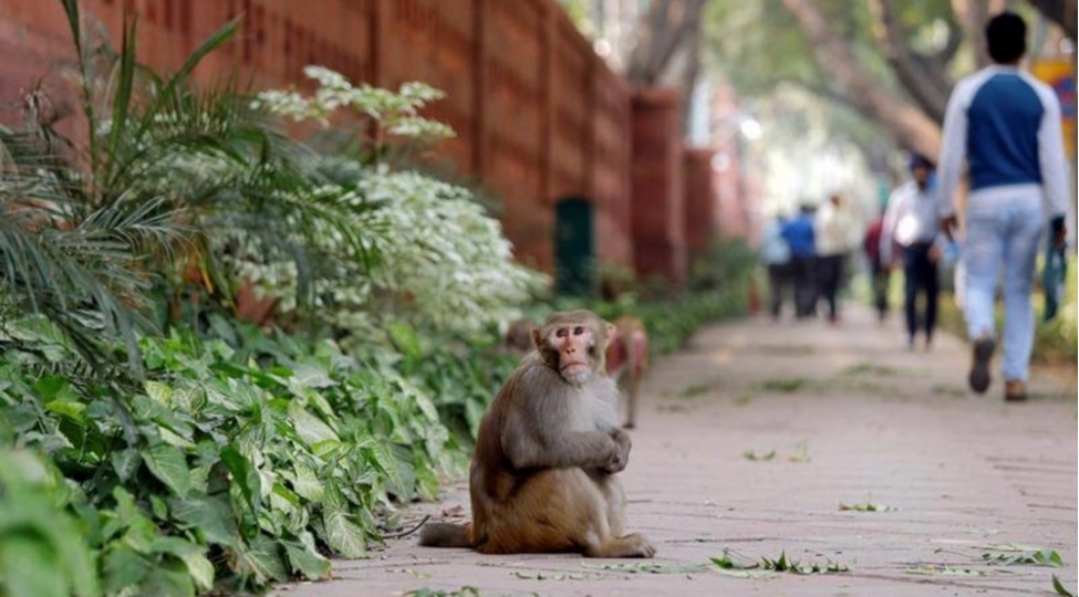 meymundaki-ferasete-bax-donuz-boyreyi-ile