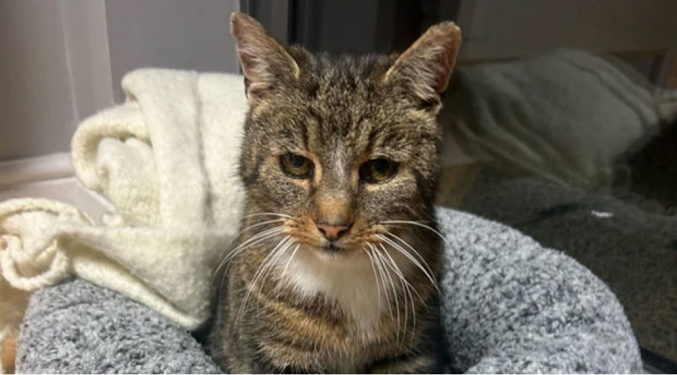 ingilterede-pishik-itkin-dushenden-11-il-sonra-ailesine-qayidib-foto