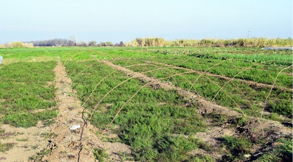 azerbaycanda-dovlet-torpaq-kadastri-fondunun-melumatlarinin-istifade-teyinati-artirilib