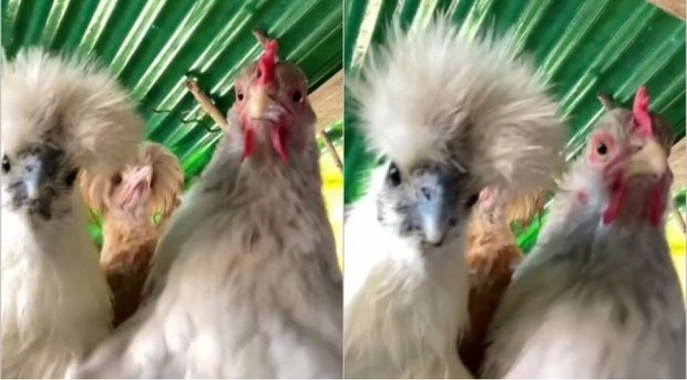 reqqas-toyuqlar-video