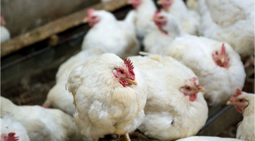 bir-sira-olkelerden-qushchuluq-mehsullarinin-idxalina-mehdudiyyet-qoyulub