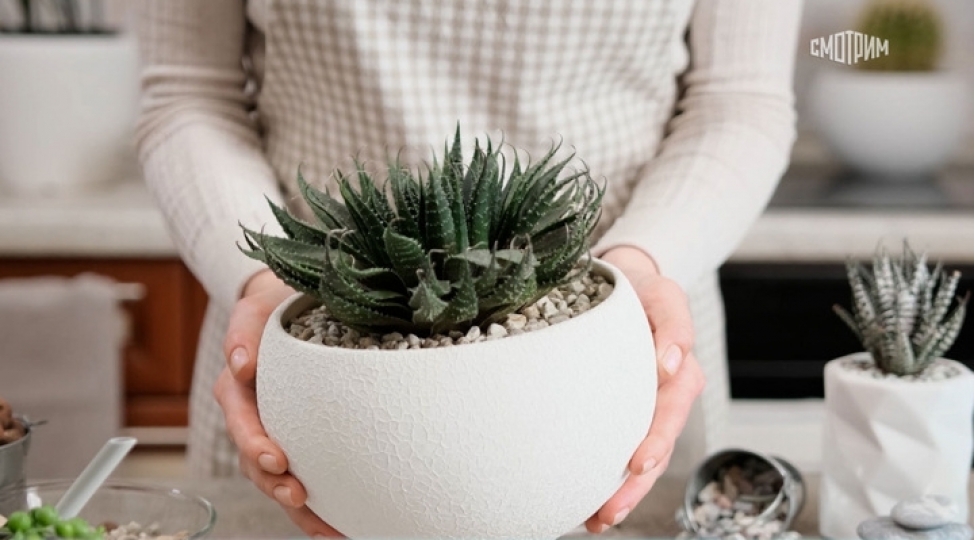 damaqlari-iltihabdan-qoruyan-bitki