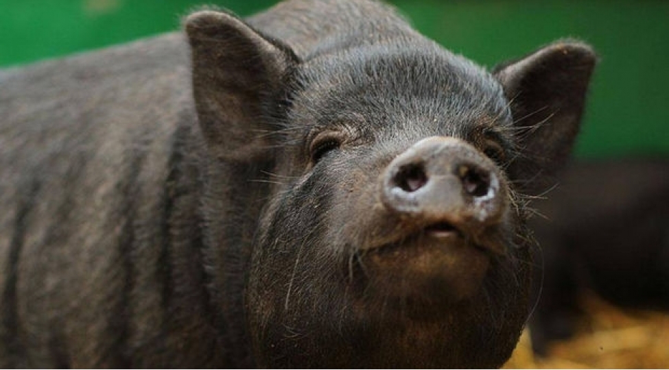 rusiyada-markete-soxulan-donuzlar-serxosh-oldular-video