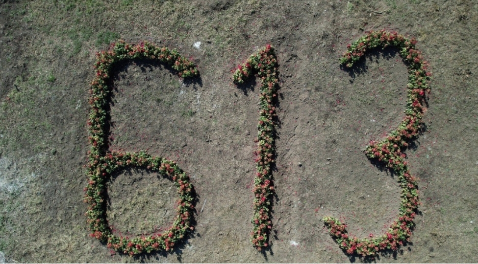 xocalida-613-qizil-gul-kolu-ekilib-foto