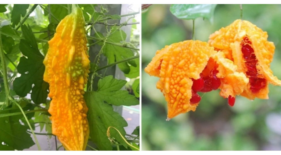 bele-qeyri-adi-ve-ekzotik-terevezlerin-oldugunu-bilirdinizmi-fotolar