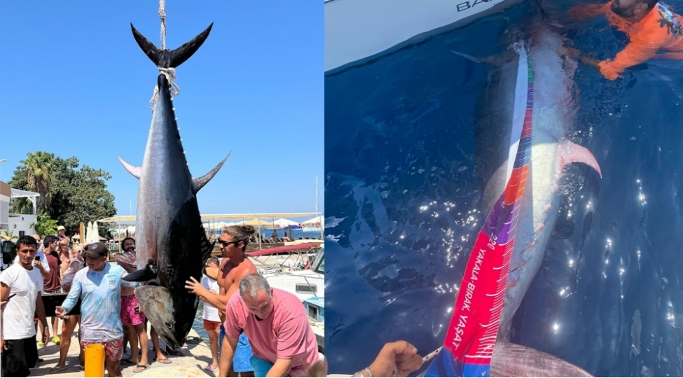 bodrumda-370-kq-liq-baliq-tutulub