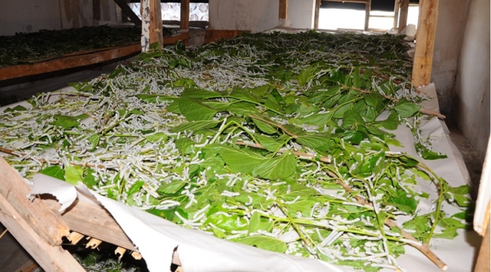 tovuzda-kumchulere-40-qutu-ipekqurdu-toxumu-paylanilib