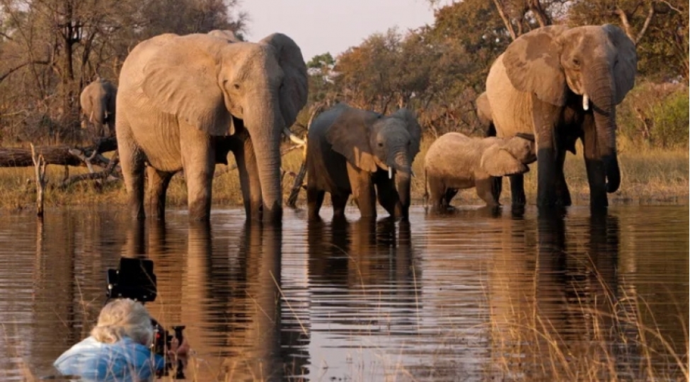 nigeriyada-vehshi-heyvan-qachaqmalchilarina-qarshi-daha-sert-cezalar-tetbiq-edilecek