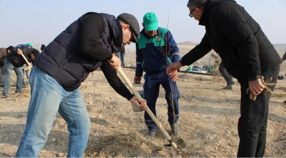 naxchivanda-agacekme-aksiyasi-kechirilib