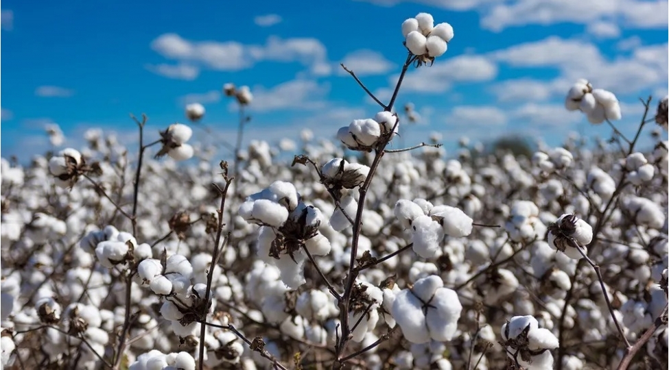 pambiq-yigimi-basha-chatir-sahelerden-360-min-tondan-artiq-mehsul-yigilib