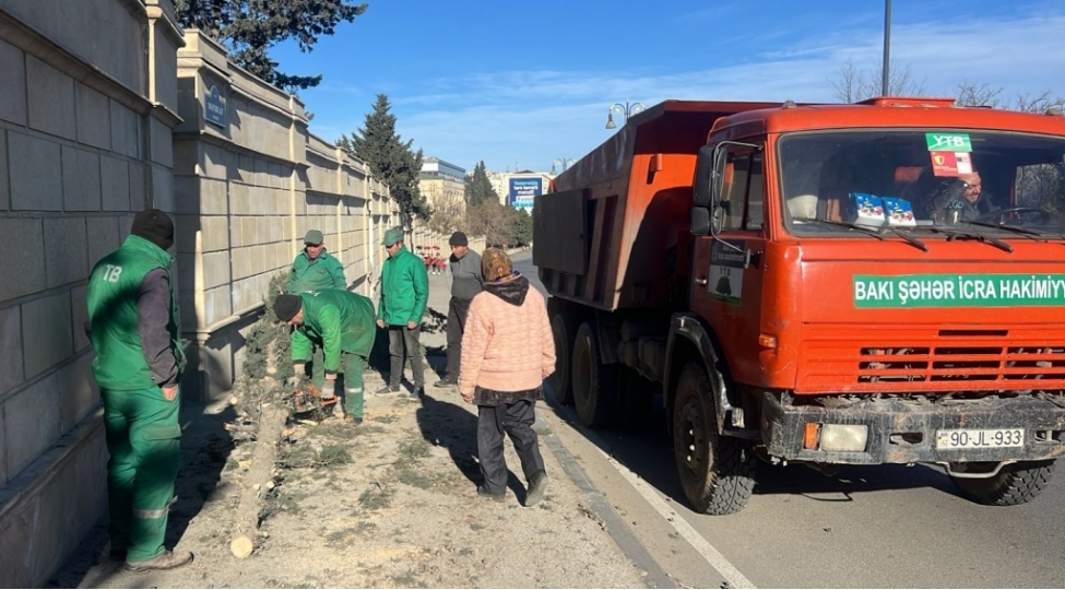 baki-sheheri-erazisinde-8-agac-sinib