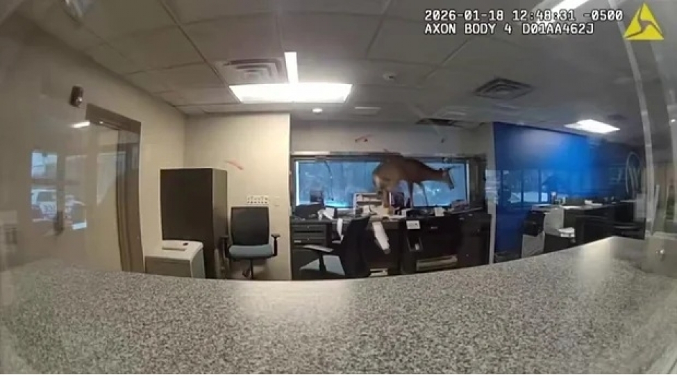 banka-soxulan-maral-ofisde-xaos-yaratdi-nyu-yorkda-video