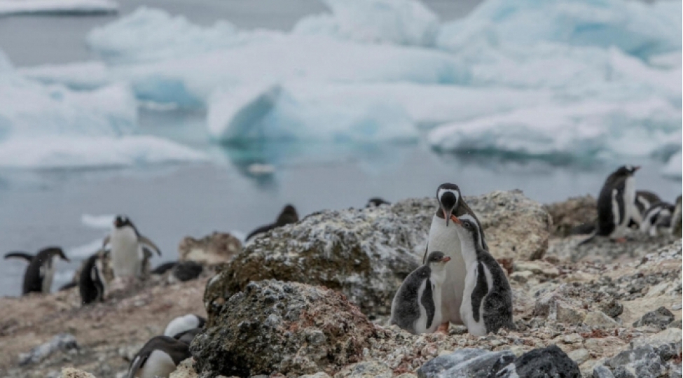 antarktidada-pinqvinler-yox-olur