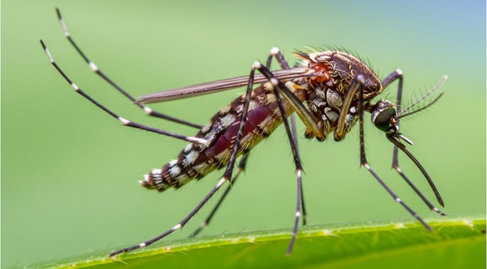 avstraliyada-agcaqanad-viruslari-heyecani-yoluxmalar-artir