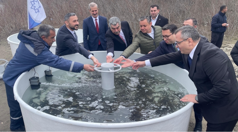 kur-chayina-4-000-eded-chekikimi-baliq-korpelerinin-buraxilishi-heyata-kechirilib