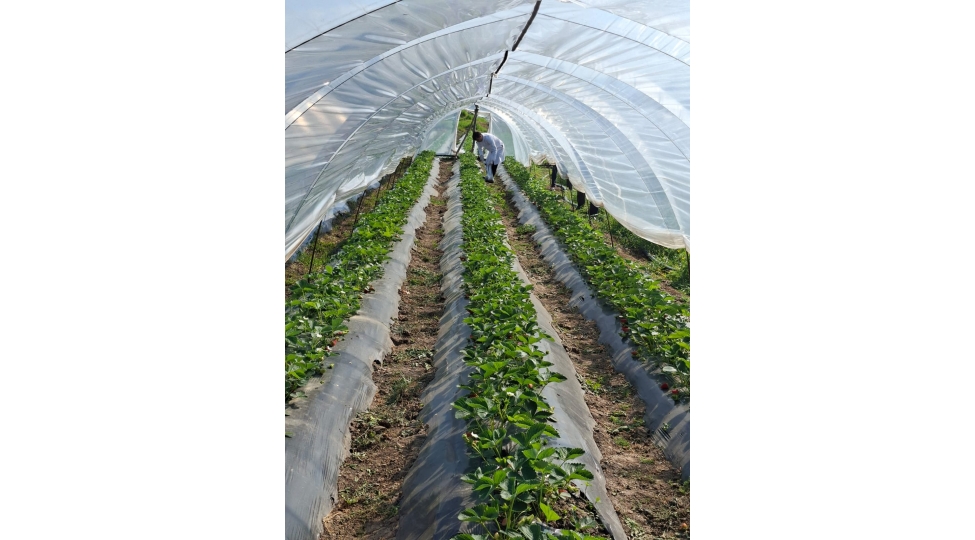 celilabadda-chiyelek-teserrufatinda-monitorinq-kechirilib