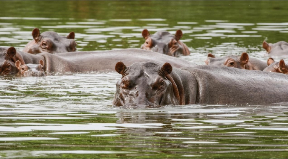 kolumbiya-hokumeti-eskobarin-bu-mirasinin-mehv-edilmesini-emr-etdi