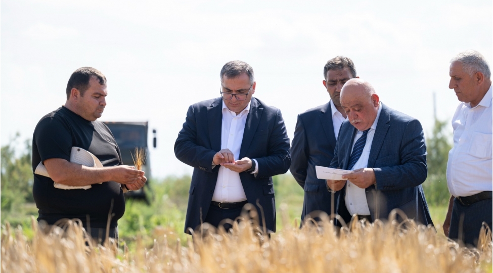 nazir-muavini-zaur-eliyev-agcabedide-taxil-bichini-prosesini-izleyib-fermerlerle-gorushub