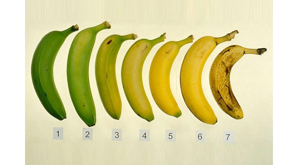 Жезөкше әйелдердің үйдегі қызметтері